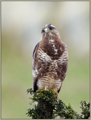 Buteo buteo vulpinus