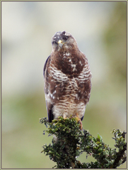 Buteo buteo vulpinus