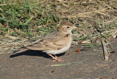 Calandrella dukhunensis