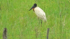 Jabiru mycteria