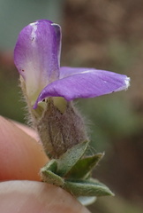 Lotononis lotononoides