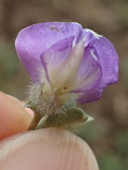 Lotononis lotononoides