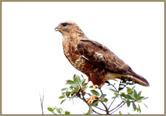 Buteo buteo vulpinus