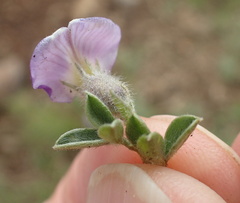 Lotononis lotononoides