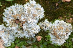 Squamarina lentigera