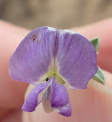 Lotononis lotononoides