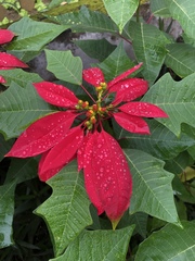 Euphorbia pulcherrima