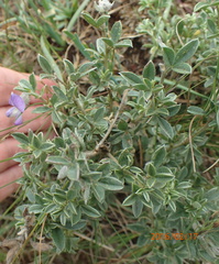 Lotononis lotononoides