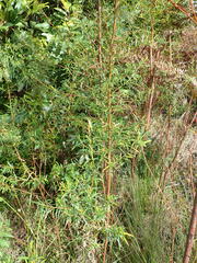 Empleurum unicapsulare