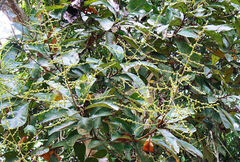 Semecarpus cochinchinensis