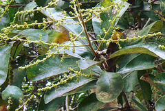 Semecarpus cochinchinensis