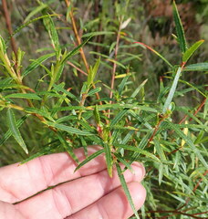 Empleurum unicapsulare