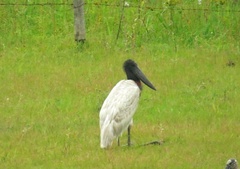 Jabiru mycteria
