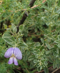 Lotononis lotononoides