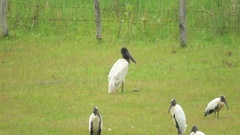 Jabiru mycteria