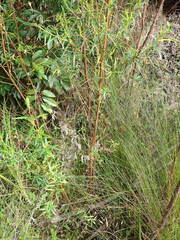 Empleurum unicapsulare