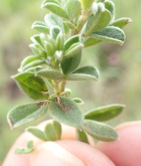 Lotononis lotononoides