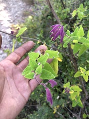Salvia semiatrata