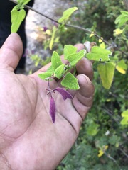 Salvia semiatrata