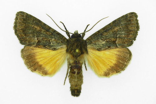 Straw Underwing