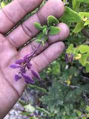 Salvia semiatrata