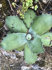 Agave potatorum