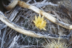 Coryphantha
