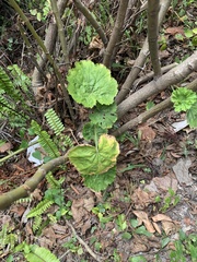 Pelargonium zonale