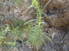 Calceolaria thyrsiflora