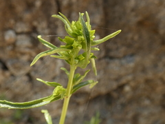 Calceolaria thyrsiflora