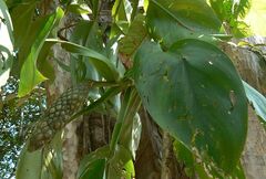 Scindapsus officinalis