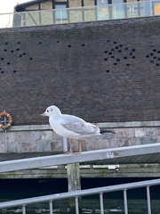 Chroicocephalus ridibundus