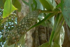 Scindapsus officinalis