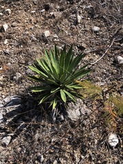 Agave karwinskii