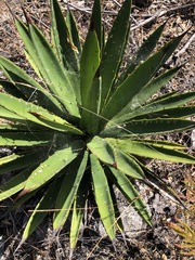 Agave karwinskii