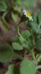 Felicia cymbalariae