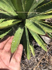 Agave karwinskii