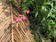 Penstemon roseus