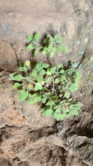 Felicia cymbalariae