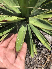 Agave karwinskii