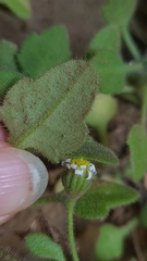 Felicia cymbalariae