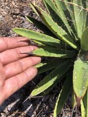 Agave karwinskii