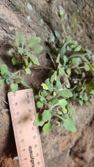 Felicia cymbalariae
