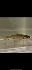 Notropis texanus