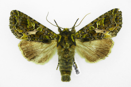 Orache Moth