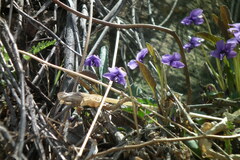 Viola philippica