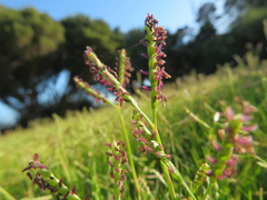 Paspalum vaginatum