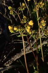 Calceolaria cavanillesii