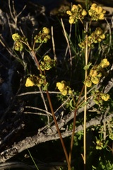 Calceolaria cavanillesii