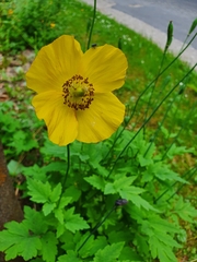 Papaver cambricum